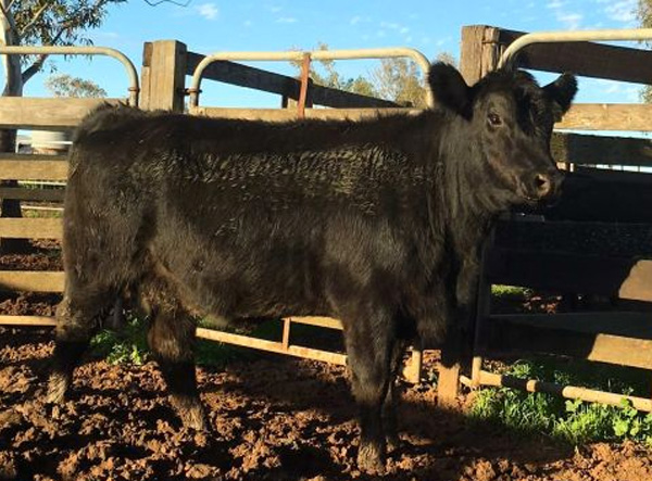 The Pines Pastoral Black Angus Open Days